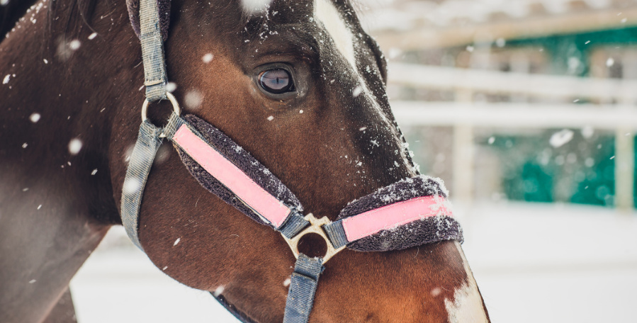 clanek 6 - kun stres 1